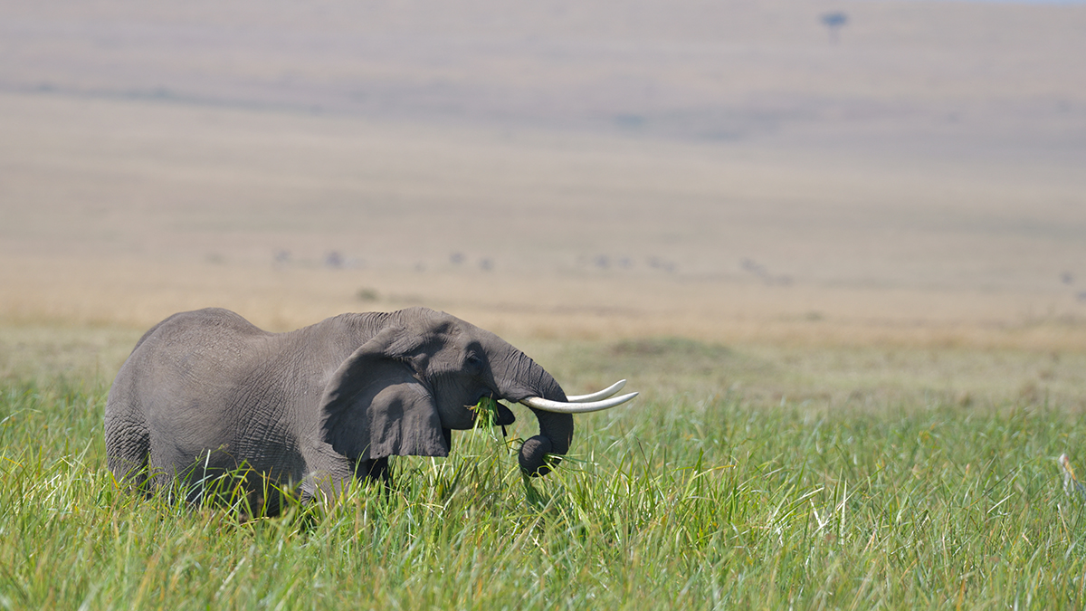 _85R6702_20180729_103331_4641Masai Mara 2018_7562Masai Mara 2018.jpg