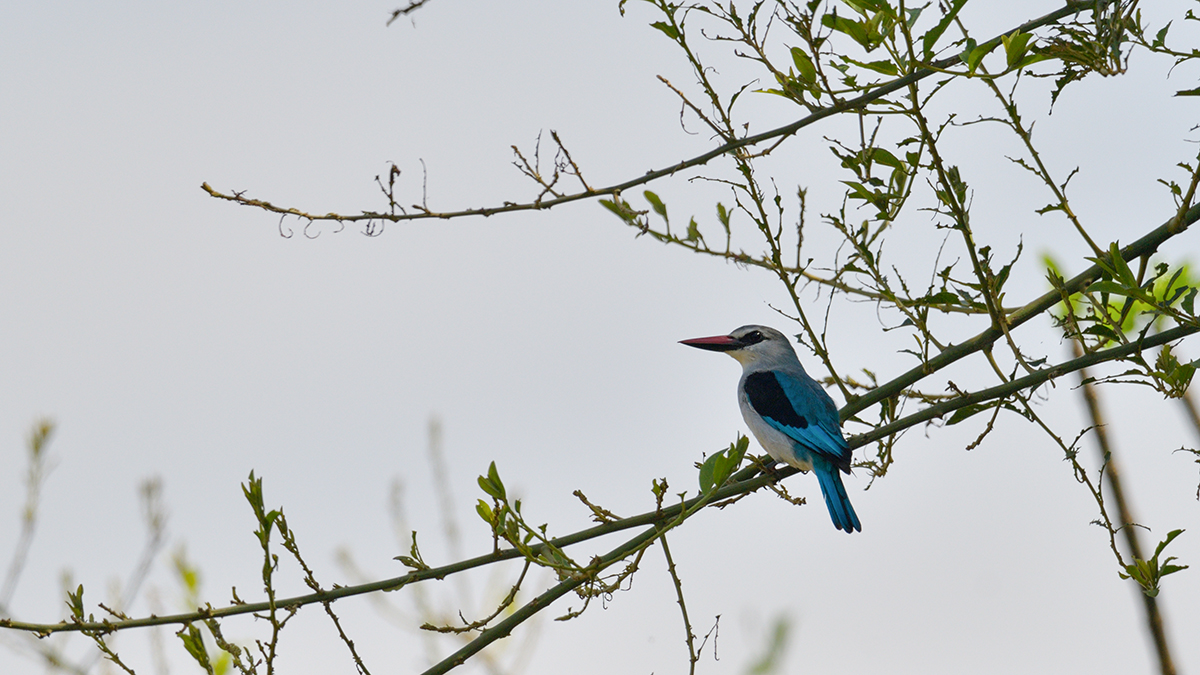 _85R6759_20180729_104638_4644Masai Mara 2018_7565Masai Mara 2018.jpg