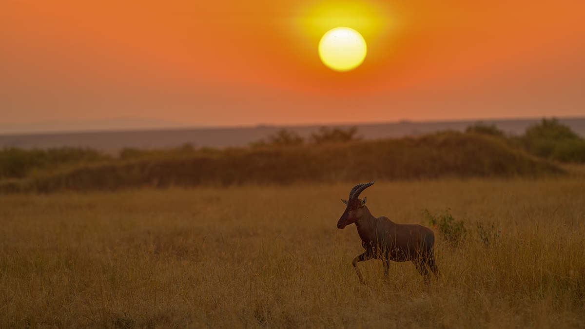 _85R6792_20180721_065358_476Masai Mara 2018-1200.jpg