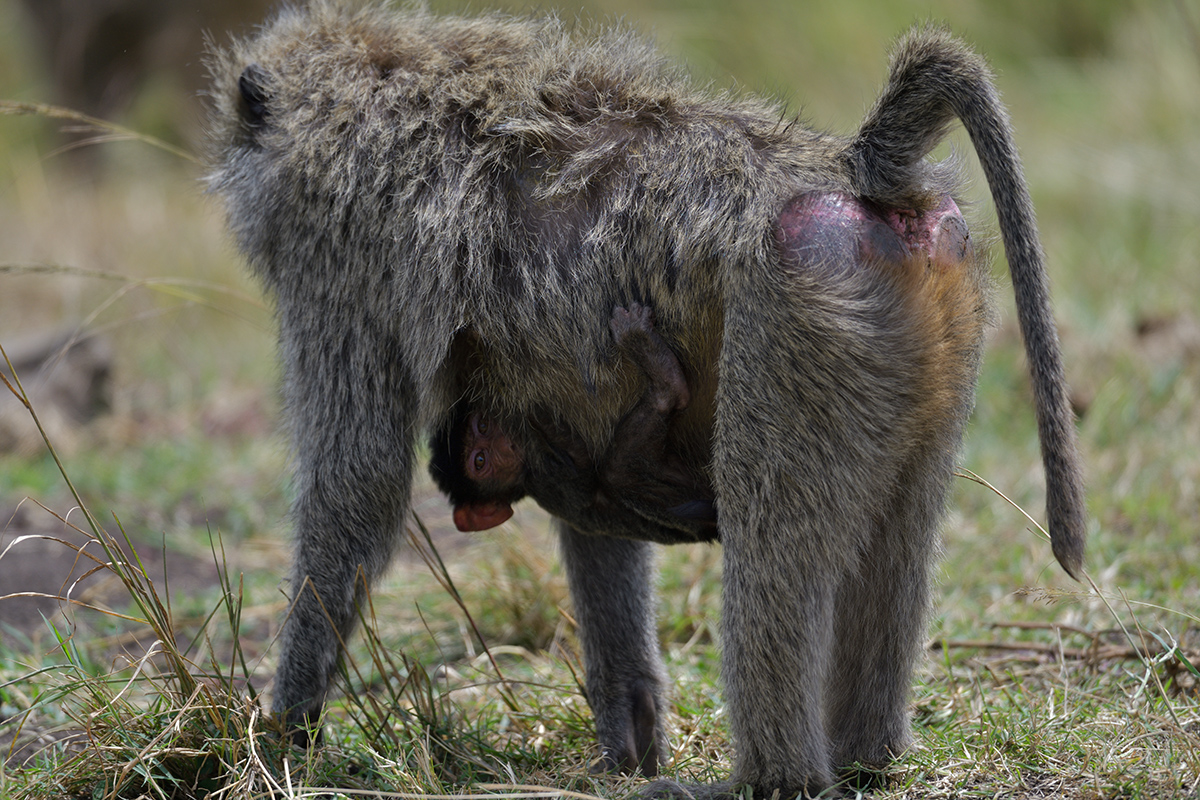 _85R6912_20180729_124304_4646Masai Mara 2018_7567Masai Mara 2018.jpg
