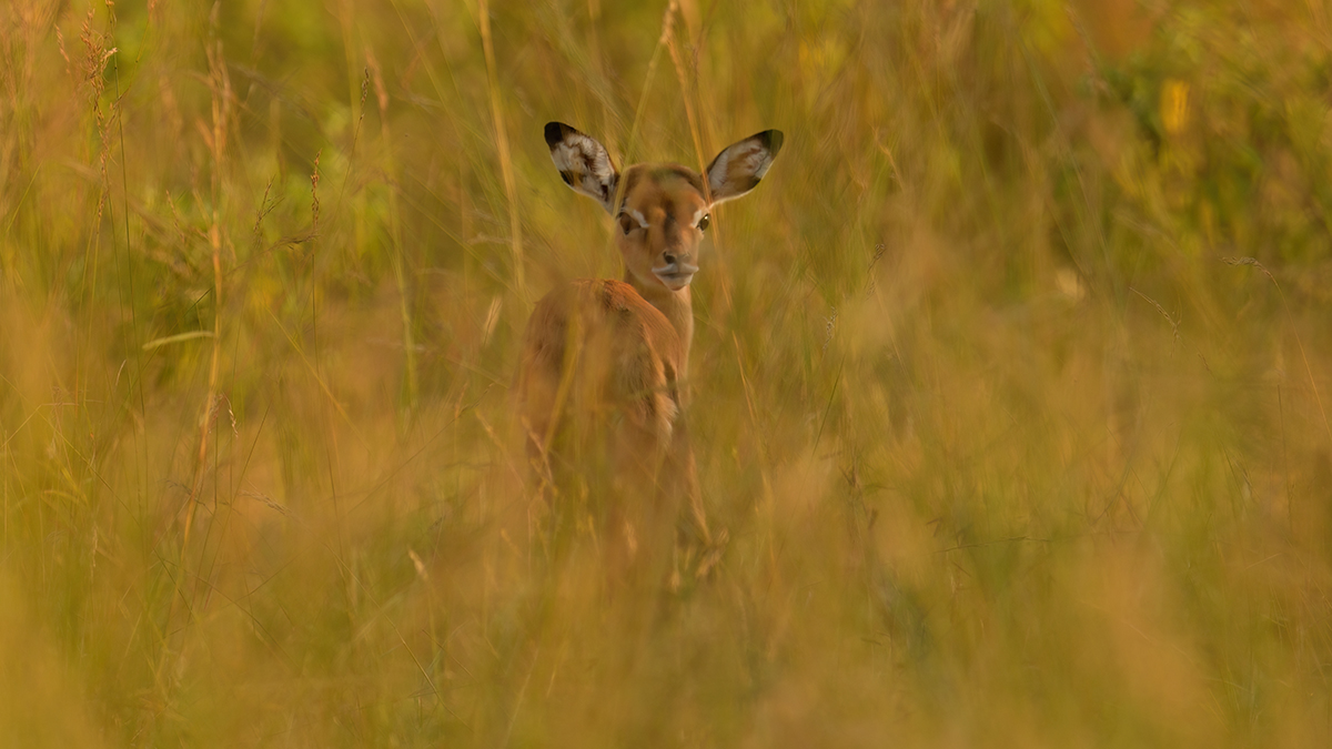 _85R6920_20180721_081322_478Masai Mara 2018.jpg