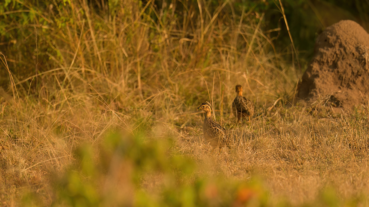 _85R6934_20180721_081723_479Masai Mara 2018-1200.jpg