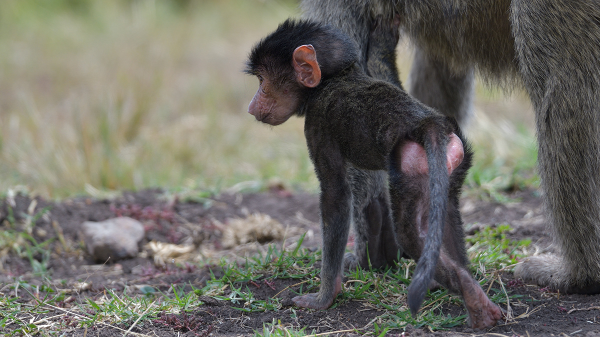 _85R6934_20180729_124316_4648Masai Mara 2018_7569Masai Mara 2018.jpg