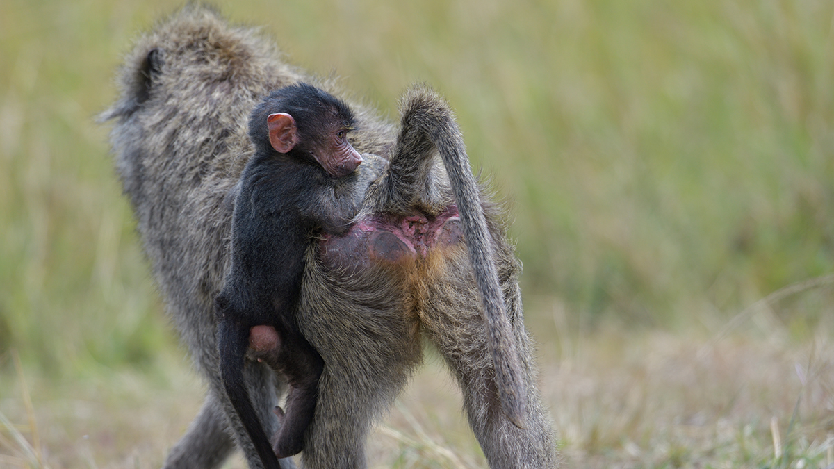 _85R6945_20180729_124317_4652Masai Mara 2018_7573Masai Mara 2018.jpg