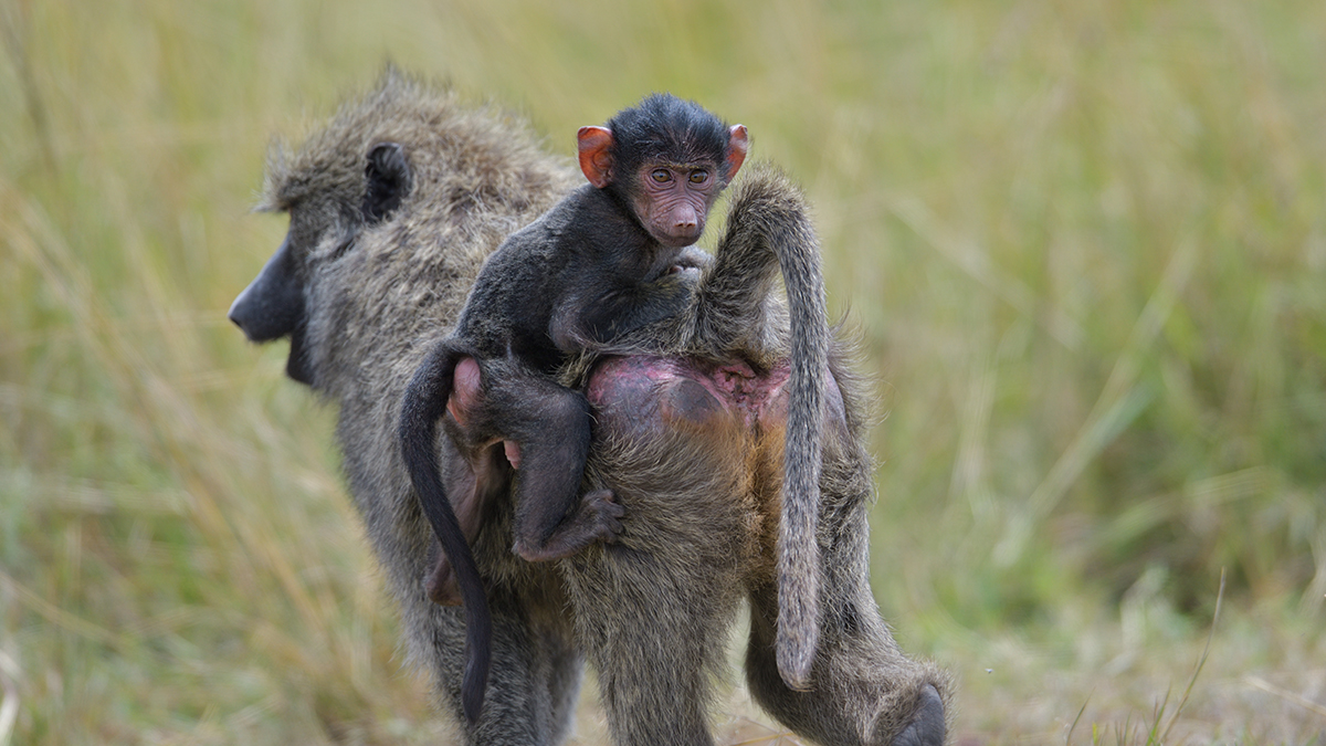 _85R6954_20180729_124318_4658Masai Mara 2018_7579Masai Mara 2018.jpg
