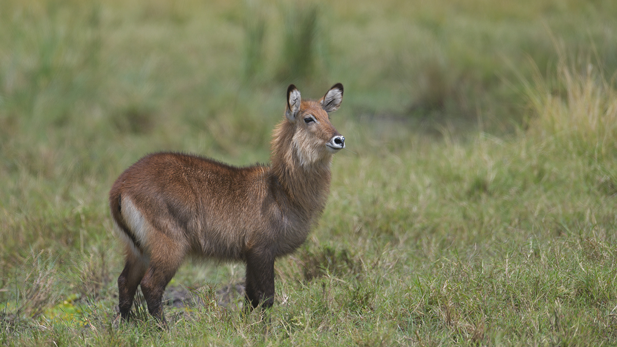 _85R7215_20180729_125959_4672Masai Mara 2018_7593Masai Mara 2018.jpg