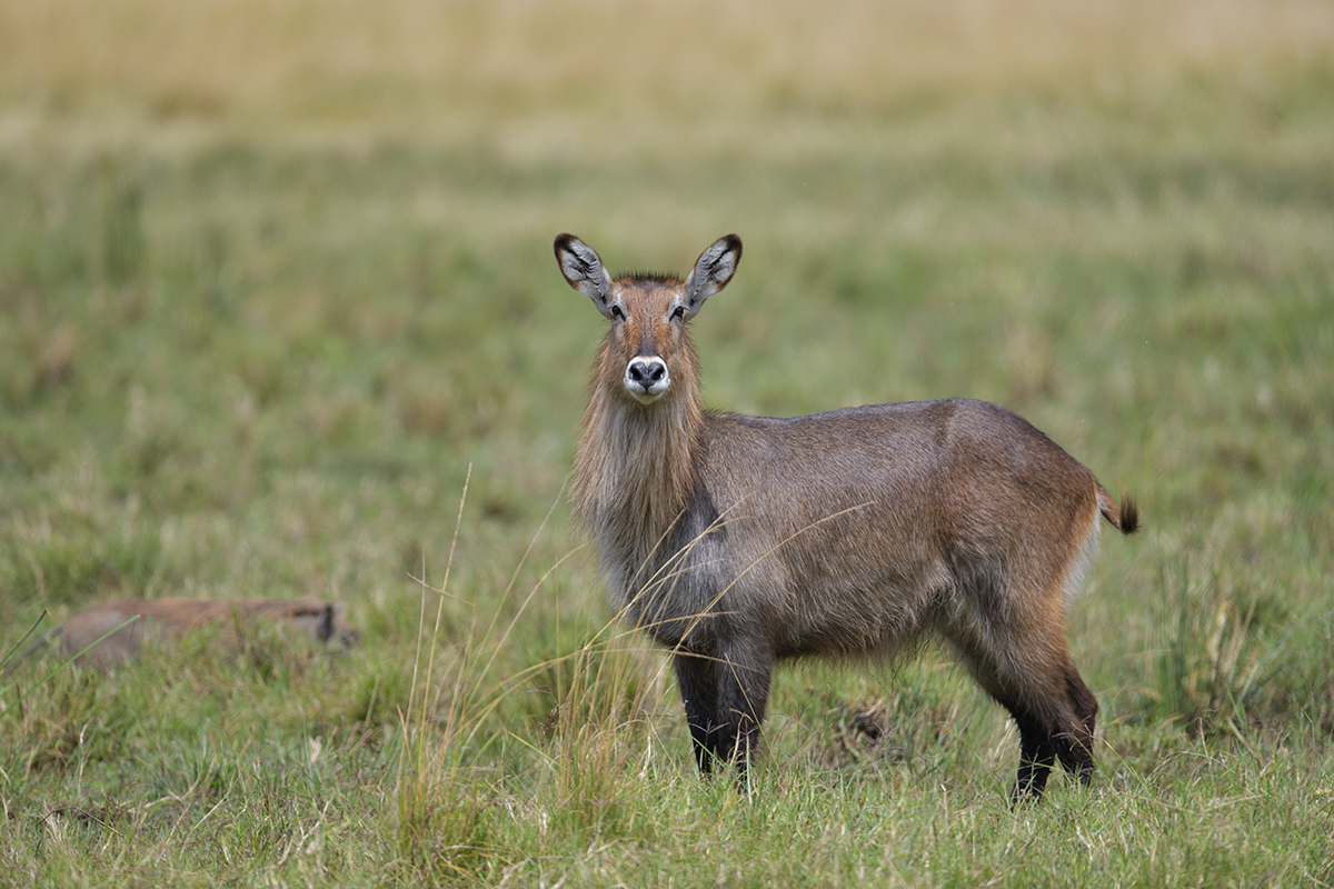 _85R7238_20180729_130019_4674Masai Mara 2018_7595Masai Mara 2018.jpg