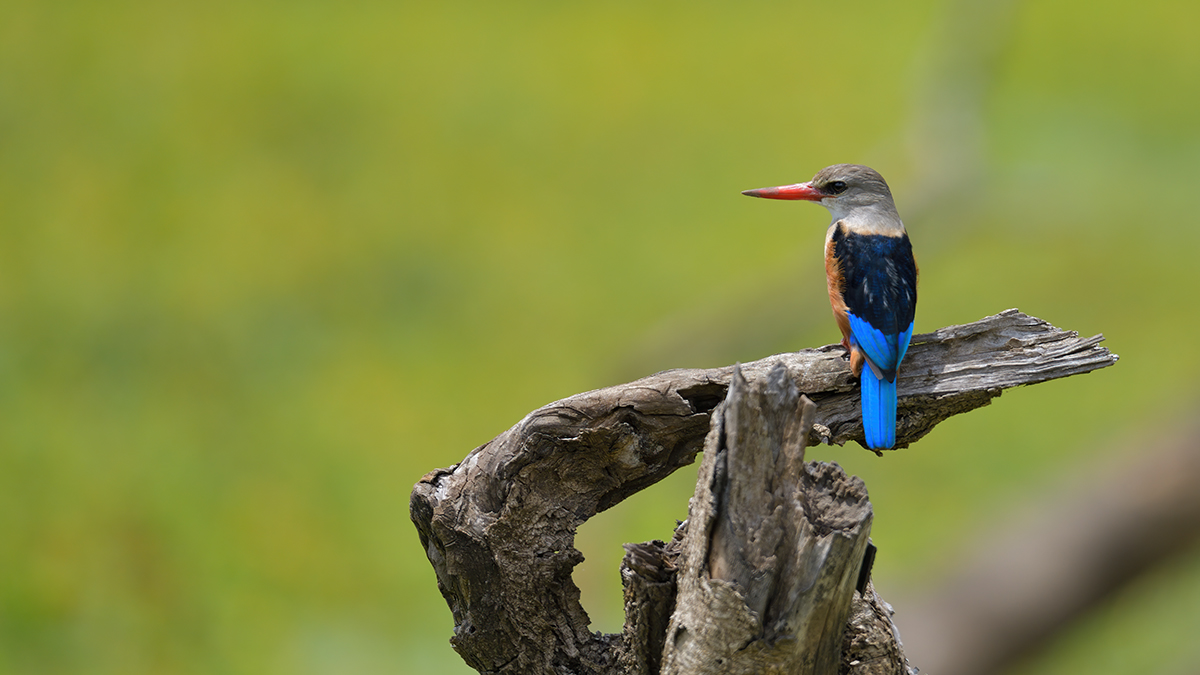 _85R7361_20180729_130419_4682Masai Mara 2018_7603Masai Mara 2018.jpg