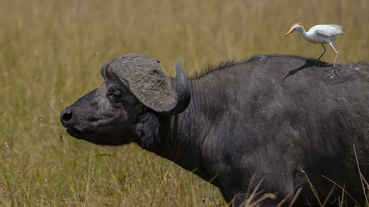 _85R7425_20180729_131636_4683Masai Mara 2018_7604Masai Mara 2018.jpg