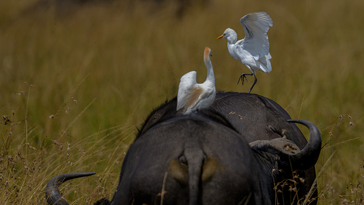 _85R7500_20180729_131805_4688Masai Mara 2018_7609Masai Mara 2018.jpg