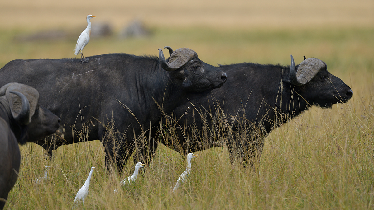 _85R7562_20180729_131853_4691Masai Mara 2018_7612Masai Mara 2018.jpg