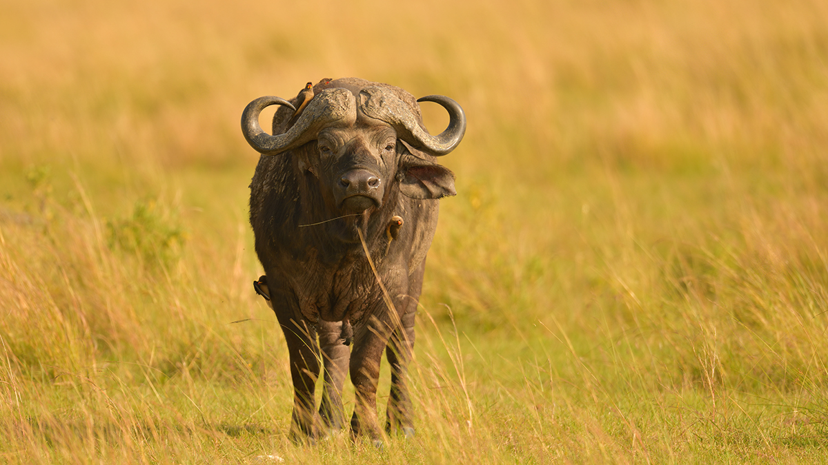_85R7564_20180721_090611_493Masai Mara 2018-1200.jpg