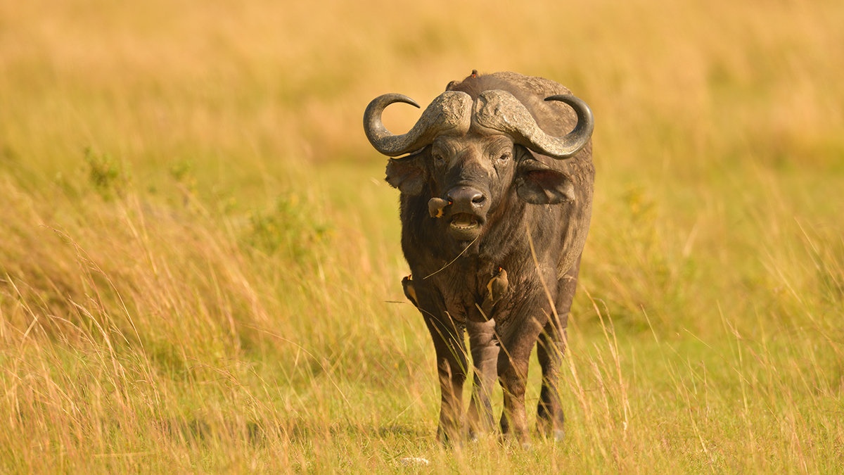_85R7607_20180721_090626_494Masai Mara 2018-1200.jpg