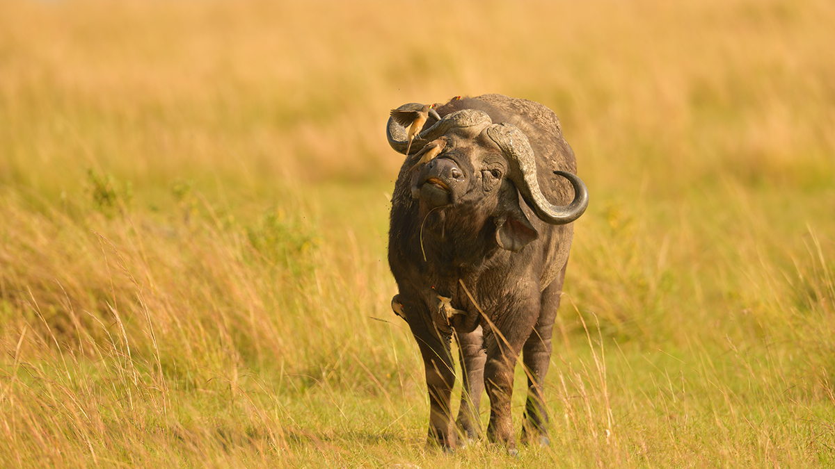 _85R7625_20180721_090635_495Masai Mara 2018-1200.jpg
