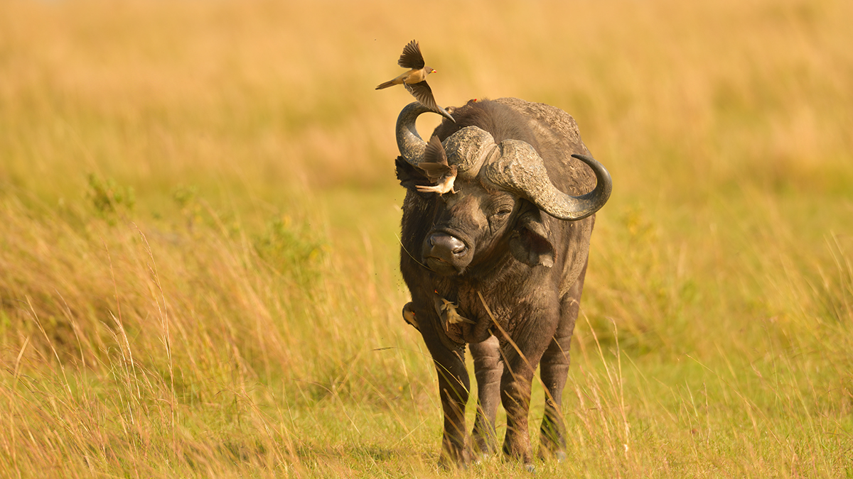 _85R7626_20180721_090635_496Masai Mara 2018-1200.jpg