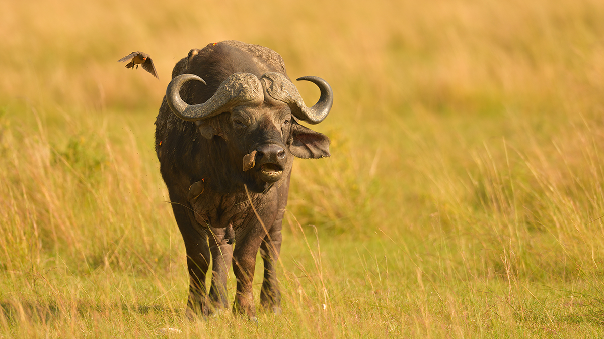 _85R7654_20180721_090651_499Masai Mara 2018-1200.jpg