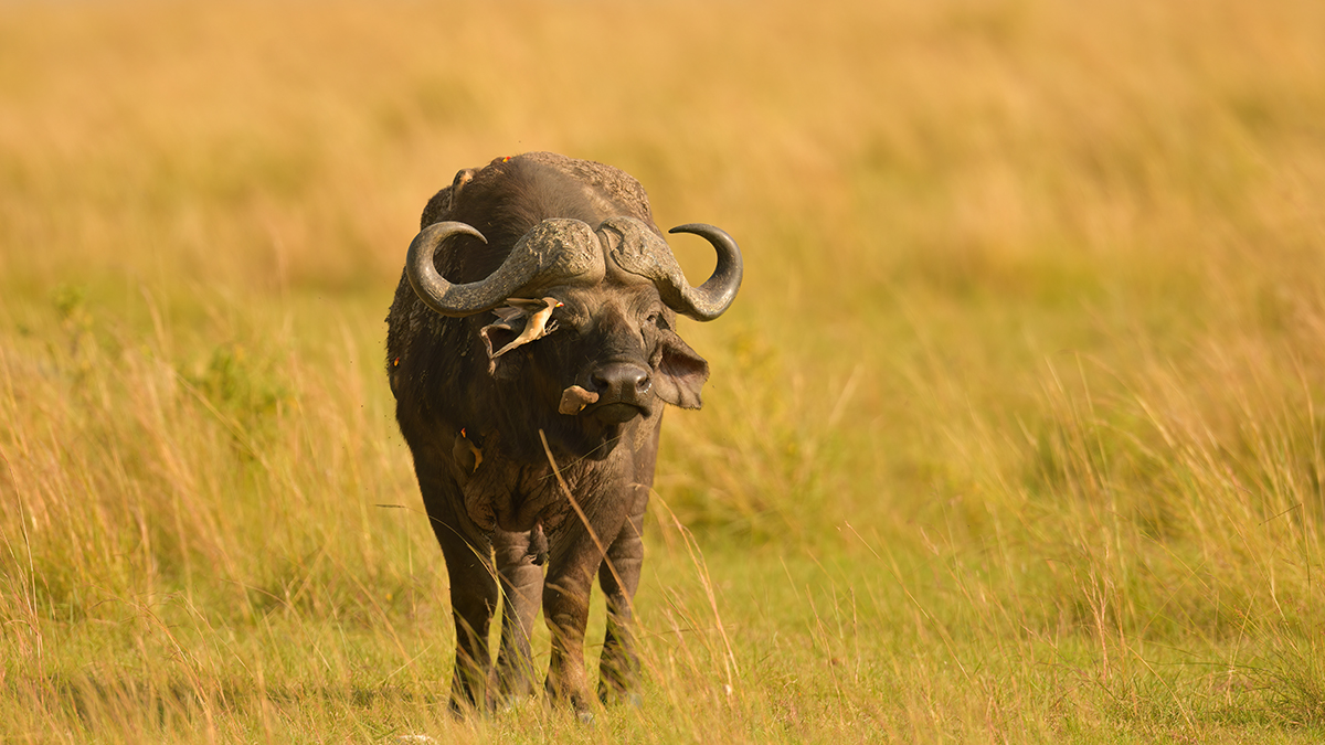 _85R7660_20180721_090651_501Masai Mara 2018-1200.jpg