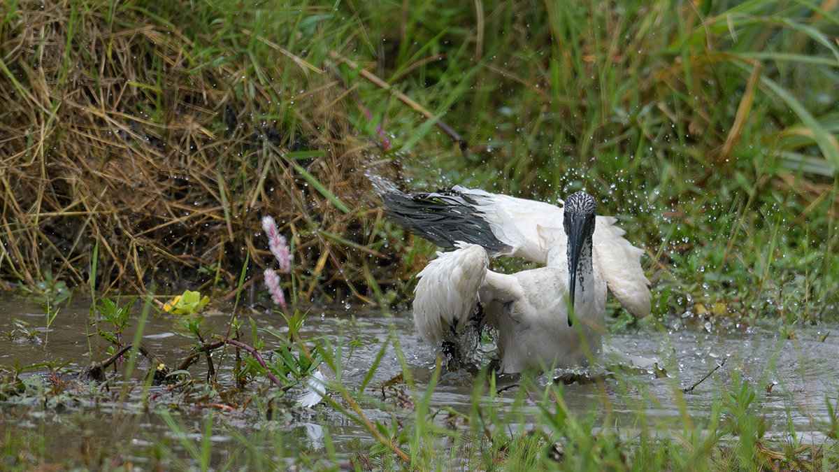 _85R7670_20180729_132310_4695Masai Mara 2018_7616Masai Mara 2018.jpg