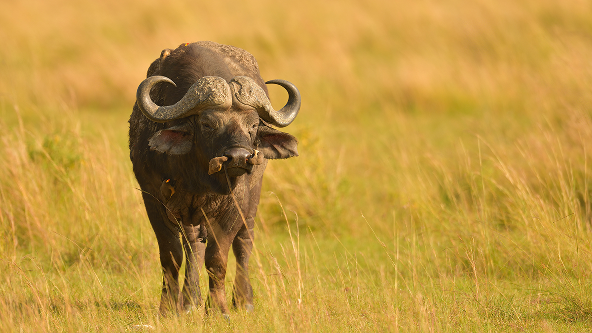 _85R7675_20180721_090654_325Masai Mara 2018-1200.jpg