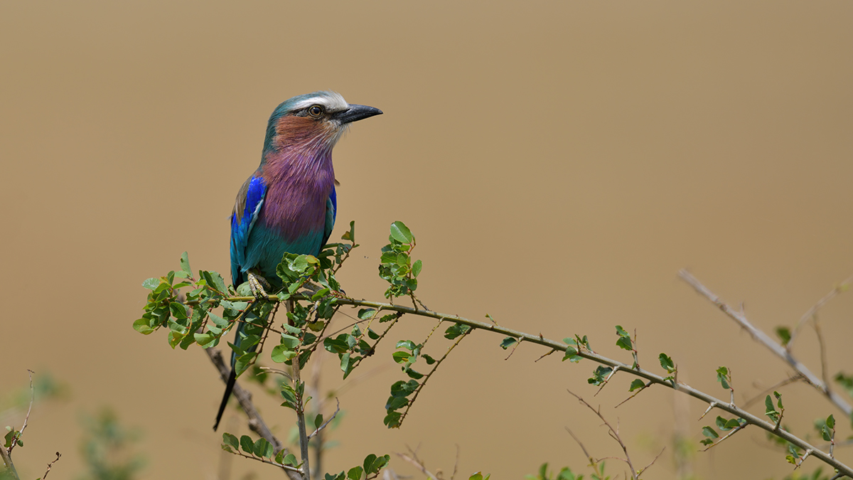 _85R7758_20180729_134804_4706Masai Mara 2018_7627Masai Mara 2018.jpg