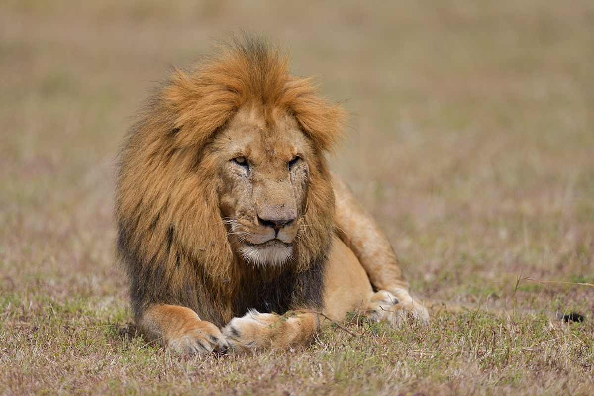 _85R7831_20180729_144237_4713Masai Mara 2018_7634Masai Mara 2018.jpg
