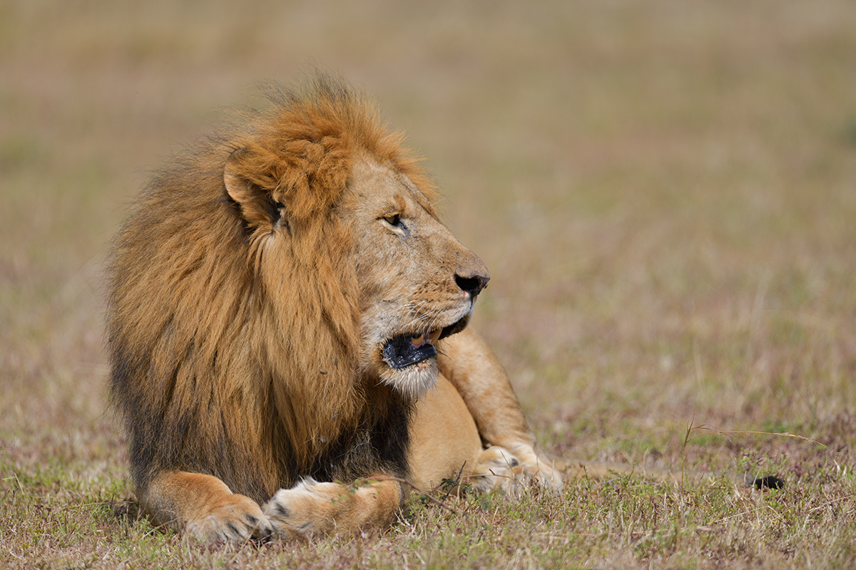 _85R7838_20180729_144245_4715Masai Mara 2018_7636Masai Mara 2018.jpg