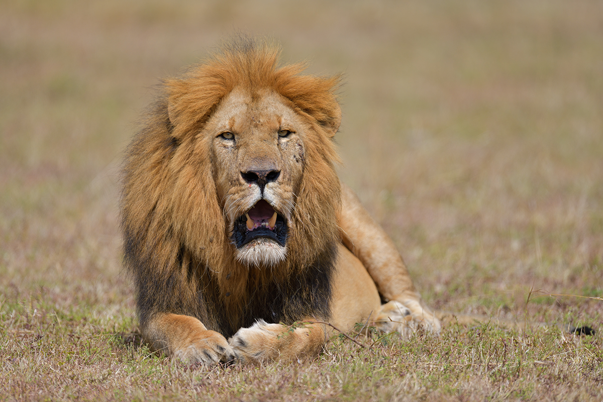 _85R7878_20180729_144315_4720Masai Mara 2018_7641Masai Mara 2018.jpg