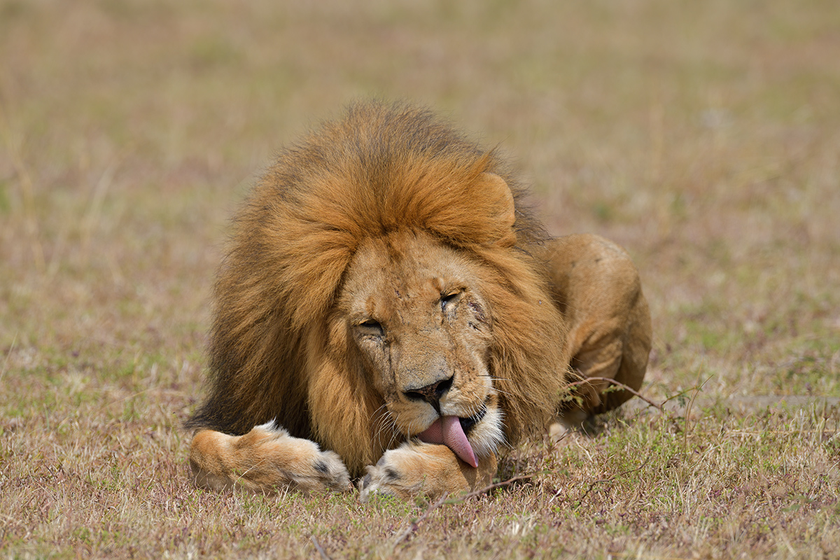 _85R7975_20180729_145453_4722Masai Mara 2018_7643Masai Mara 2018.jpg
