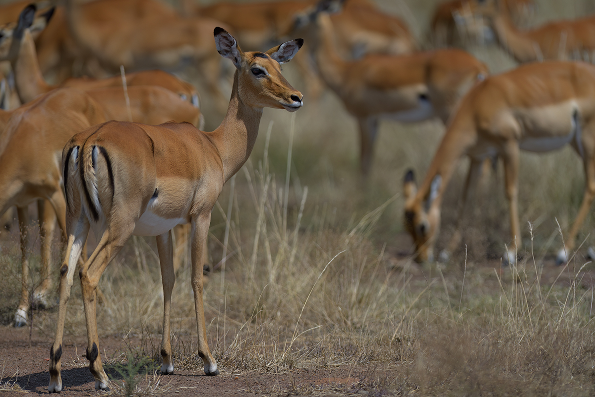 _85R8035_20180721_120912_519Masai Mara 2018-1200.jpg