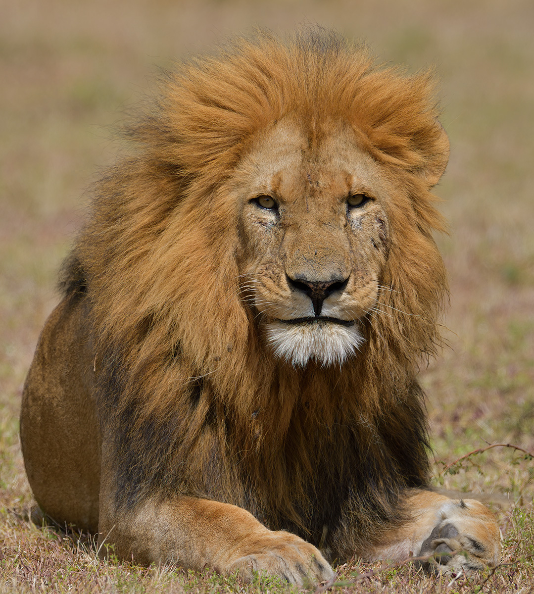 _85R8050_20180729_150020_4725Masai Mara 2018_7646Masai Mara 2018.jpg