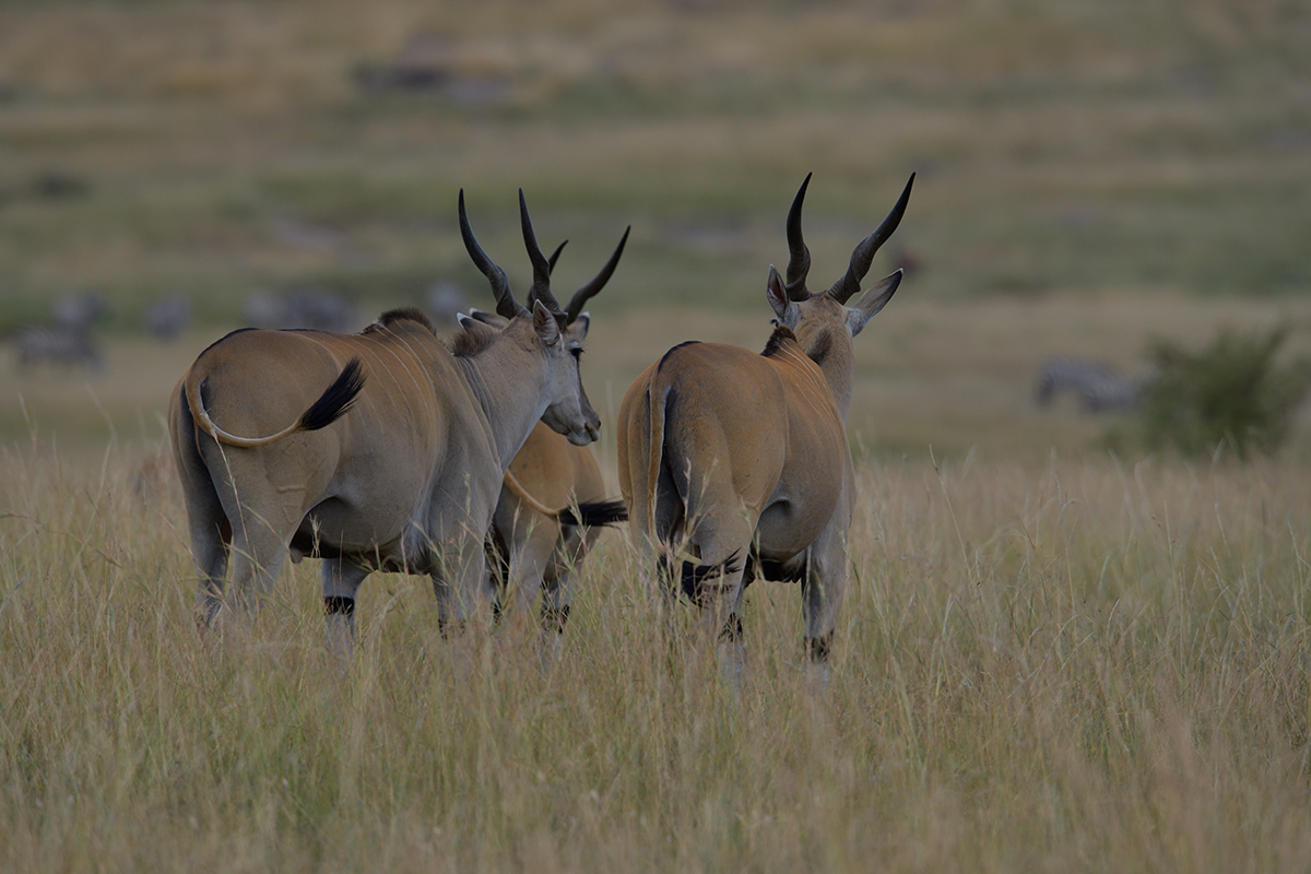 _85R8062_20180729_153833_4728Masai Mara 2018_7649Masai Mara 2018.jpg