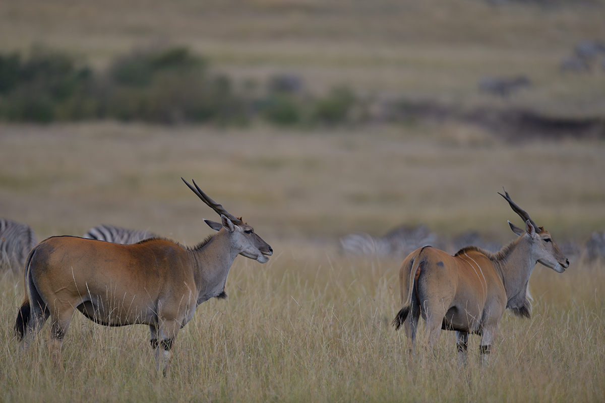 _85R8094_20180729_154026_4730Masai Mara 2018_7651Masai Mara 2018.jpg
