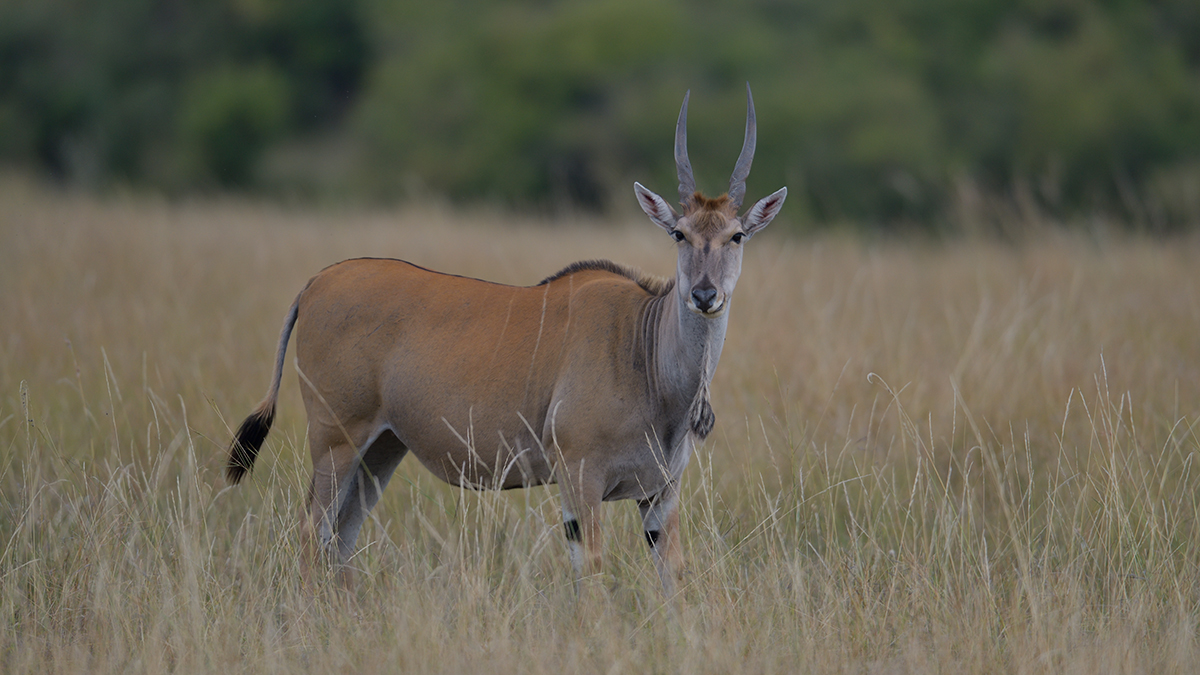 _85R8097_20180729_154033_4732Masai Mara 2018_7653Masai Mara 2018.jpg