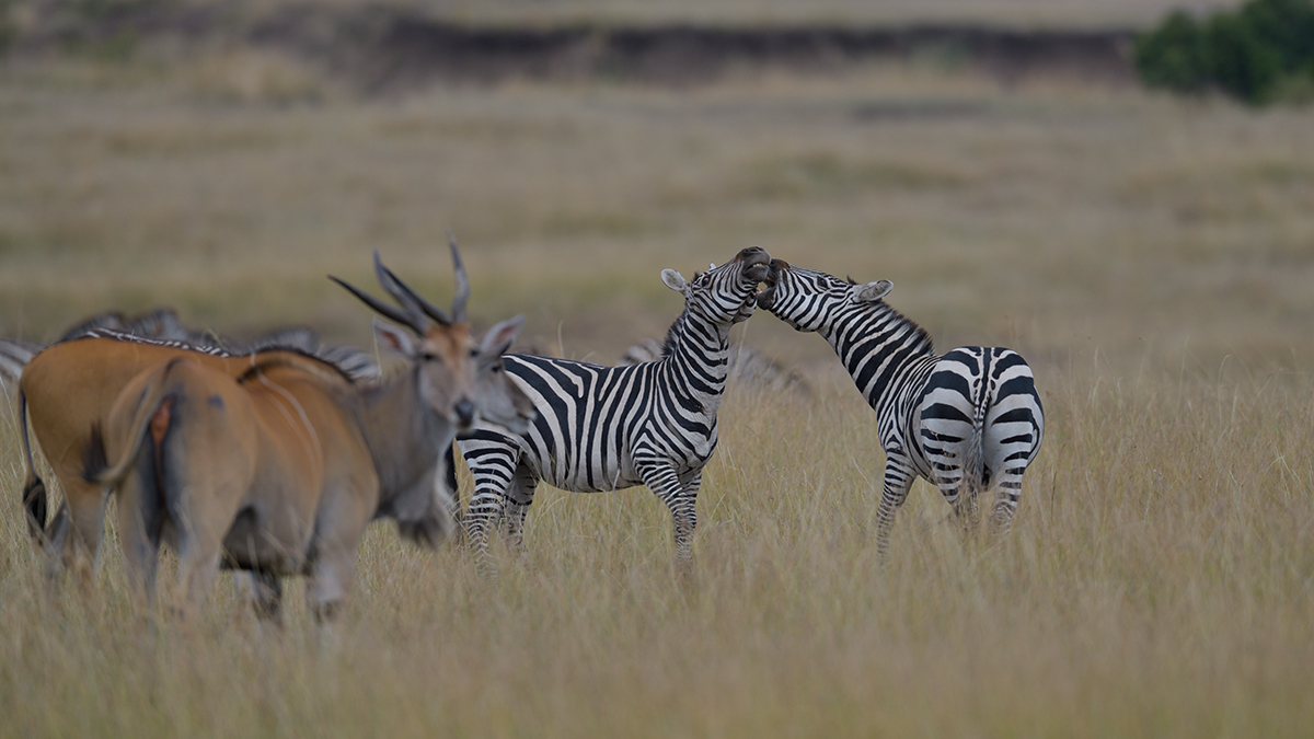_85R8132_20180729_154146_4735Masai Mara 2018_7656Masai Mara 2018.jpg