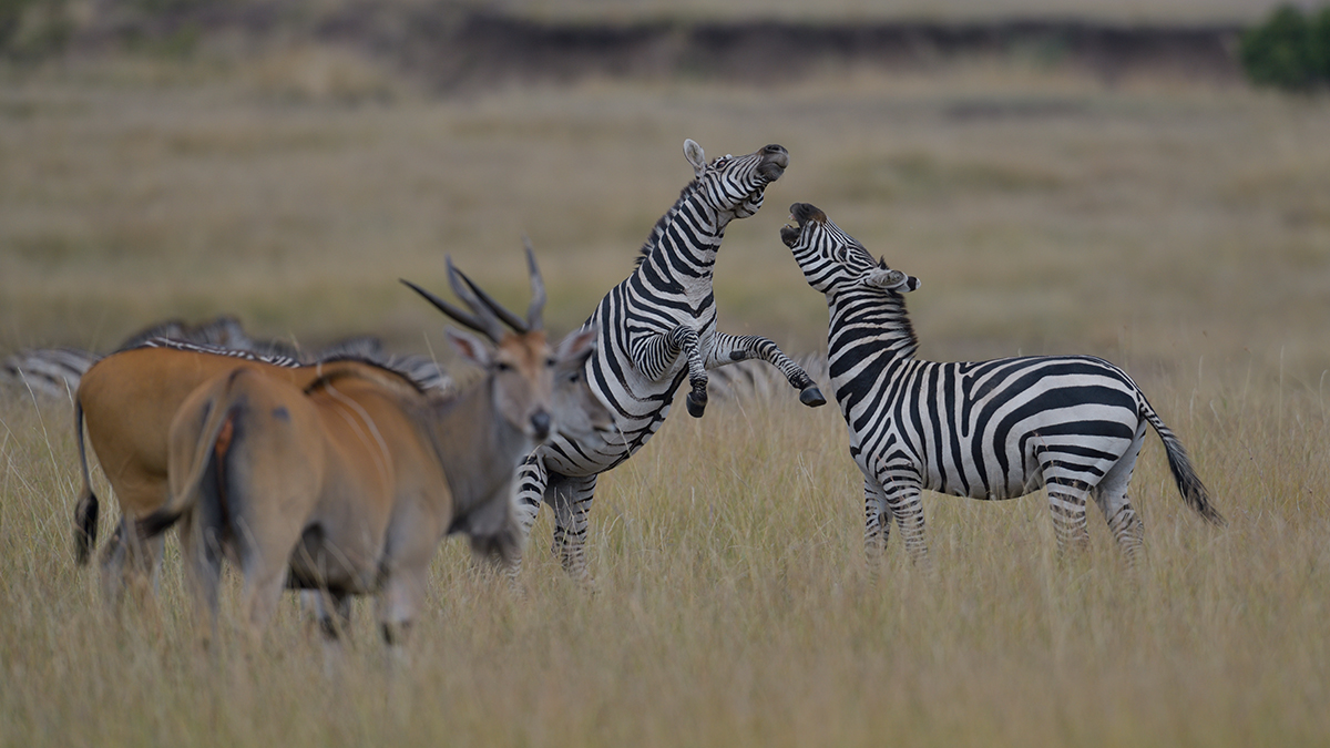 _85R8137_20180729_154147_4736Masai Mara 2018_7657Masai Mara 2018.jpg