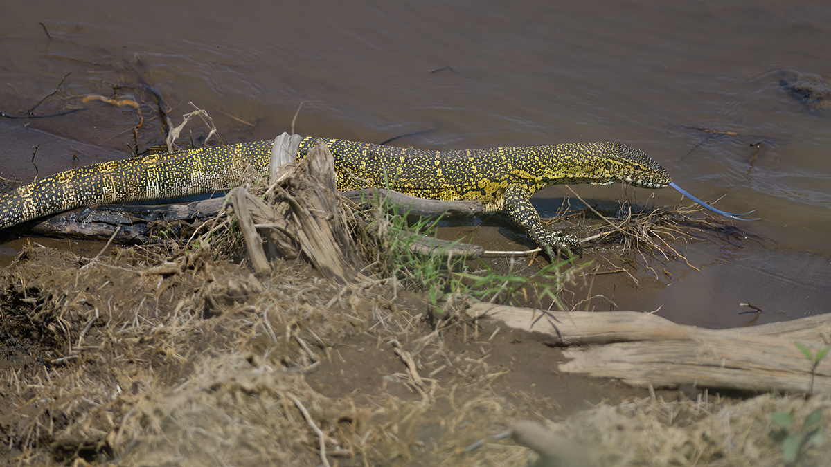 _85R8149_20180721_131718_521Masai Mara 2018-1200.jpg