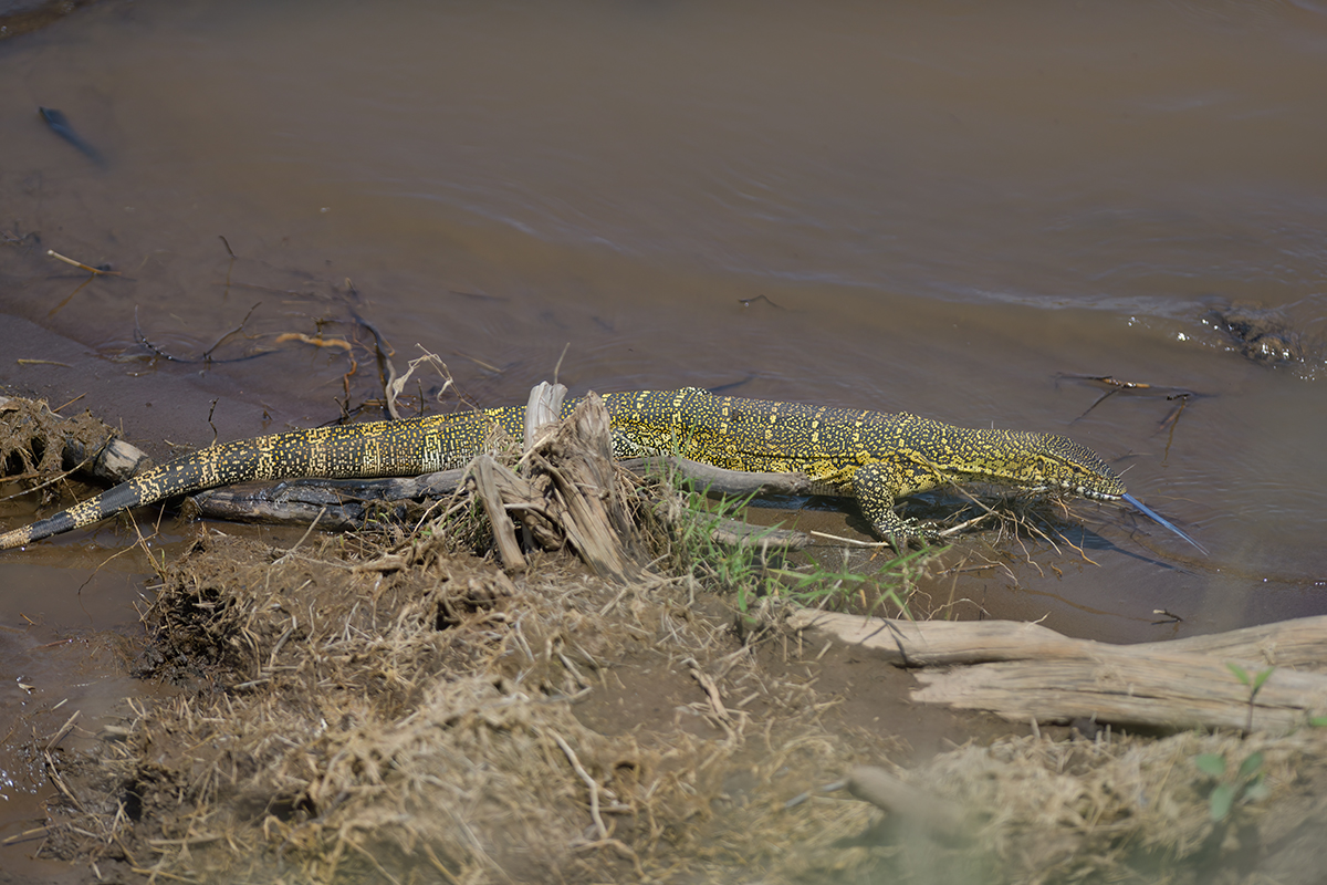 _85R8152_20180721_131719_522Masai Mara 2018-1200.jpg
