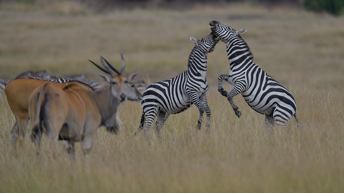 _85R8152_20180729_154150_4737Masai Mara 2018_7658Masai Mara 2018.jpg