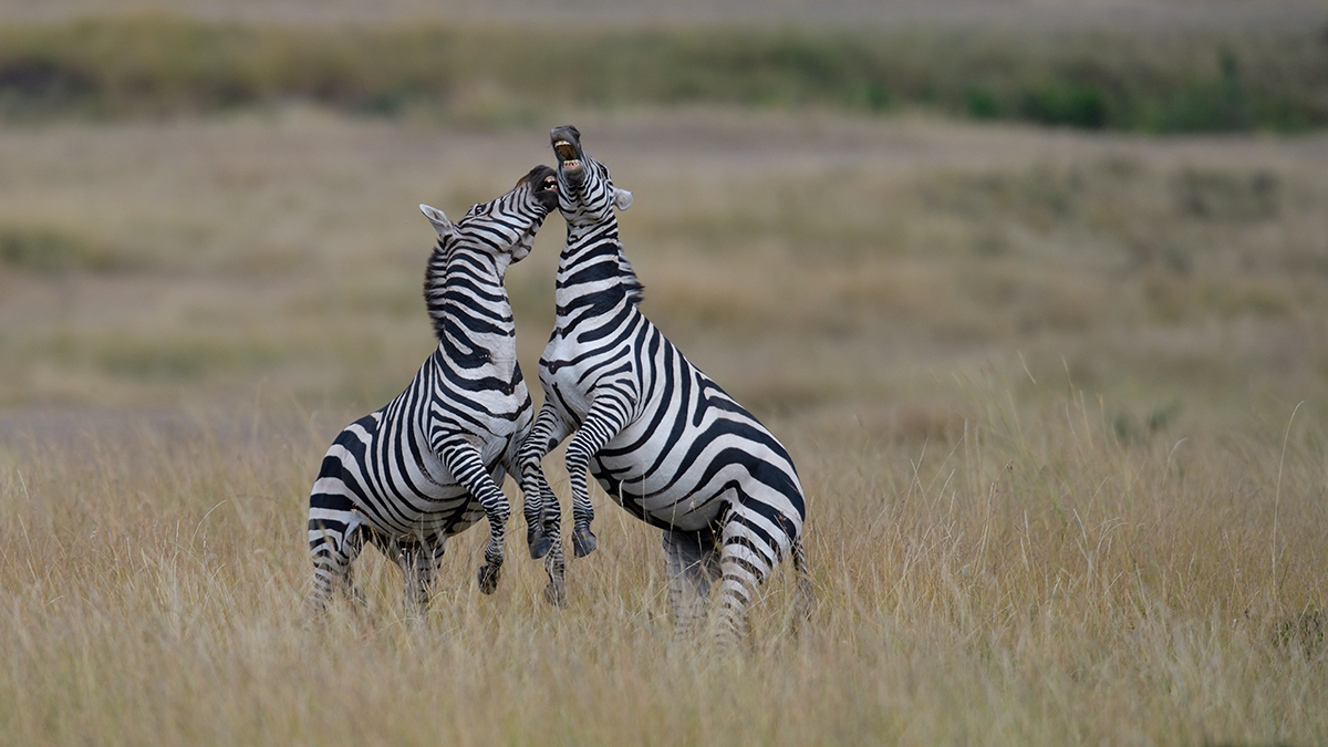 _85R8170_20180729_154207_4739Masai Mara 2018_7660Masai Mara 2018.jpg