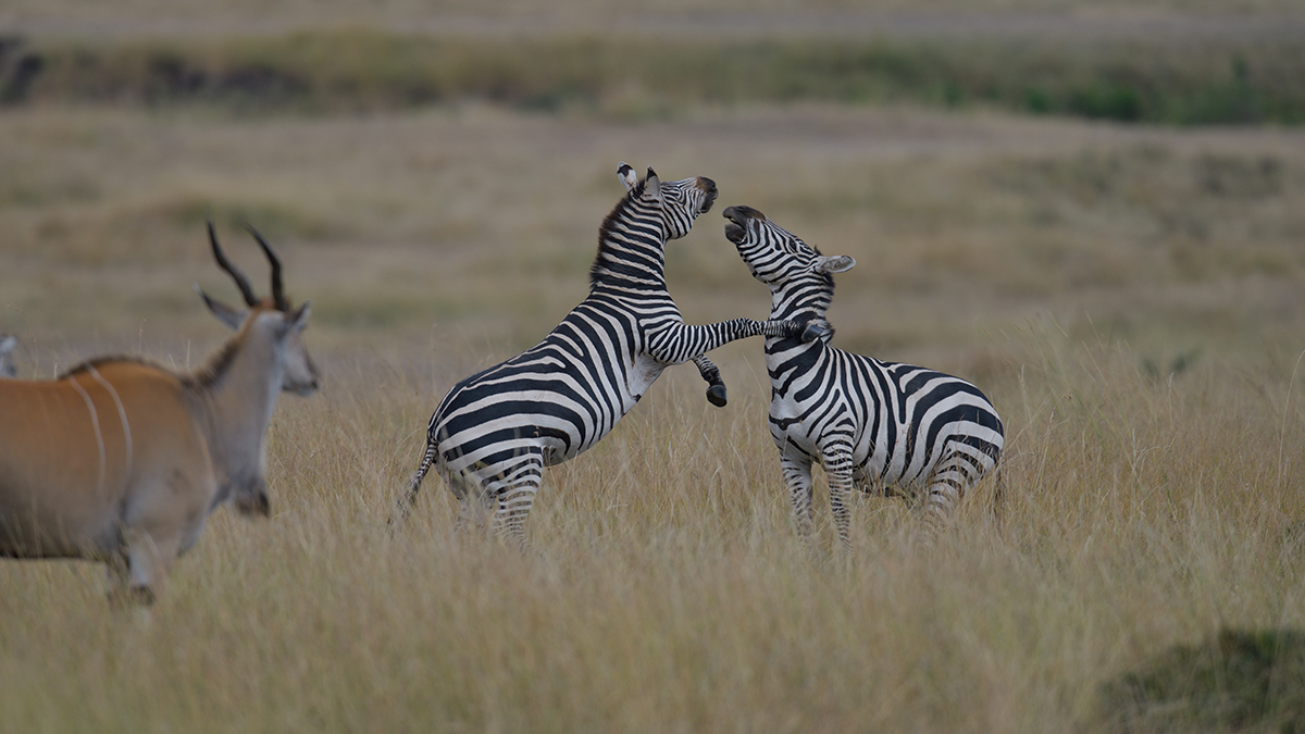 _85R8181_20180729_154211_4743Masai Mara 2018_7664Masai Mara 2018.jpg