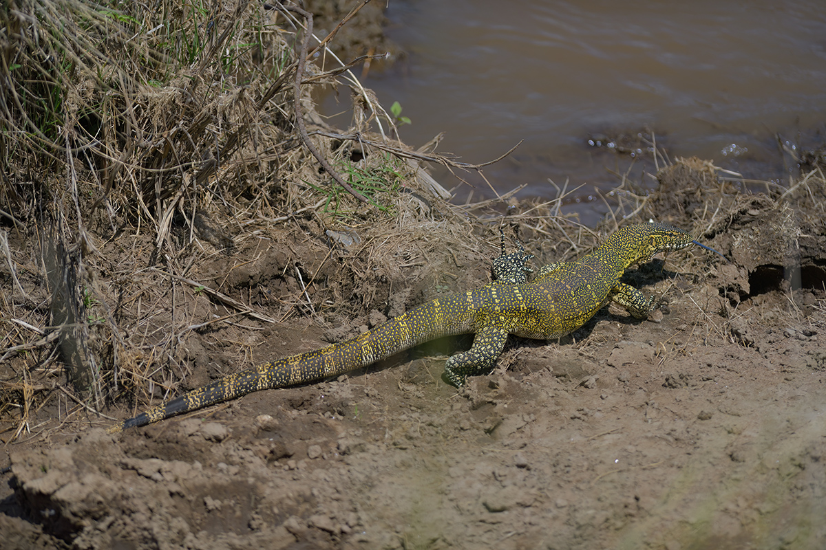 _85R8202_20180721_131750_523Masai Mara 2018-1200.jpg