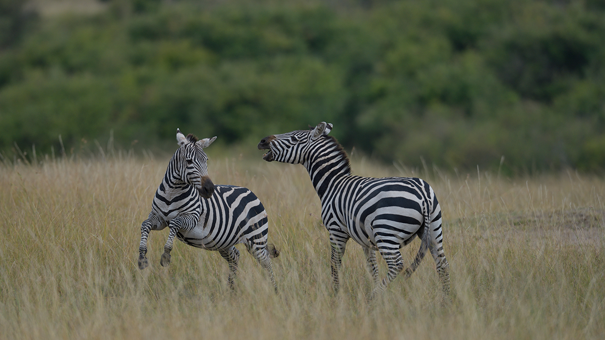 _85R8207_20180729_154250_4745Masai Mara 2018_7666Masai Mara 2018.jpg