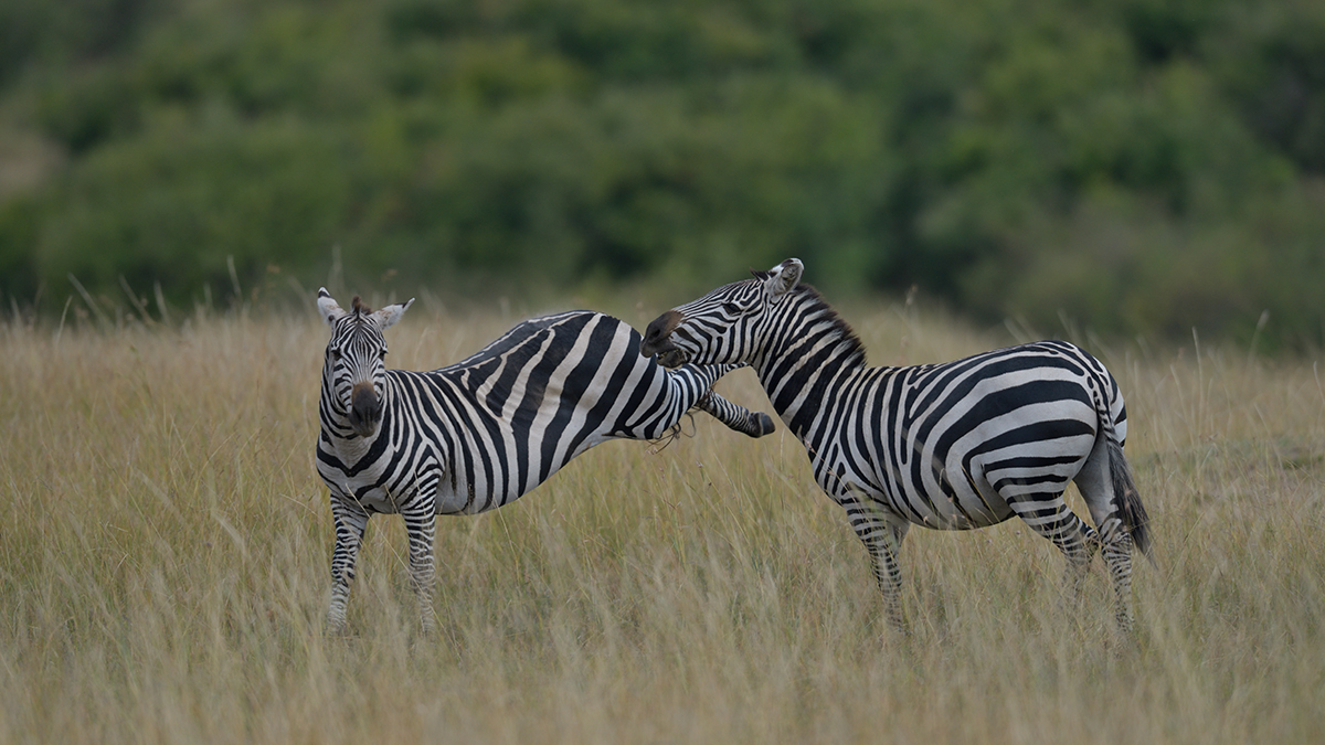 _85R8209_20180729_154250_4746Masai Mara 2018_7667Masai Mara 2018.jpg