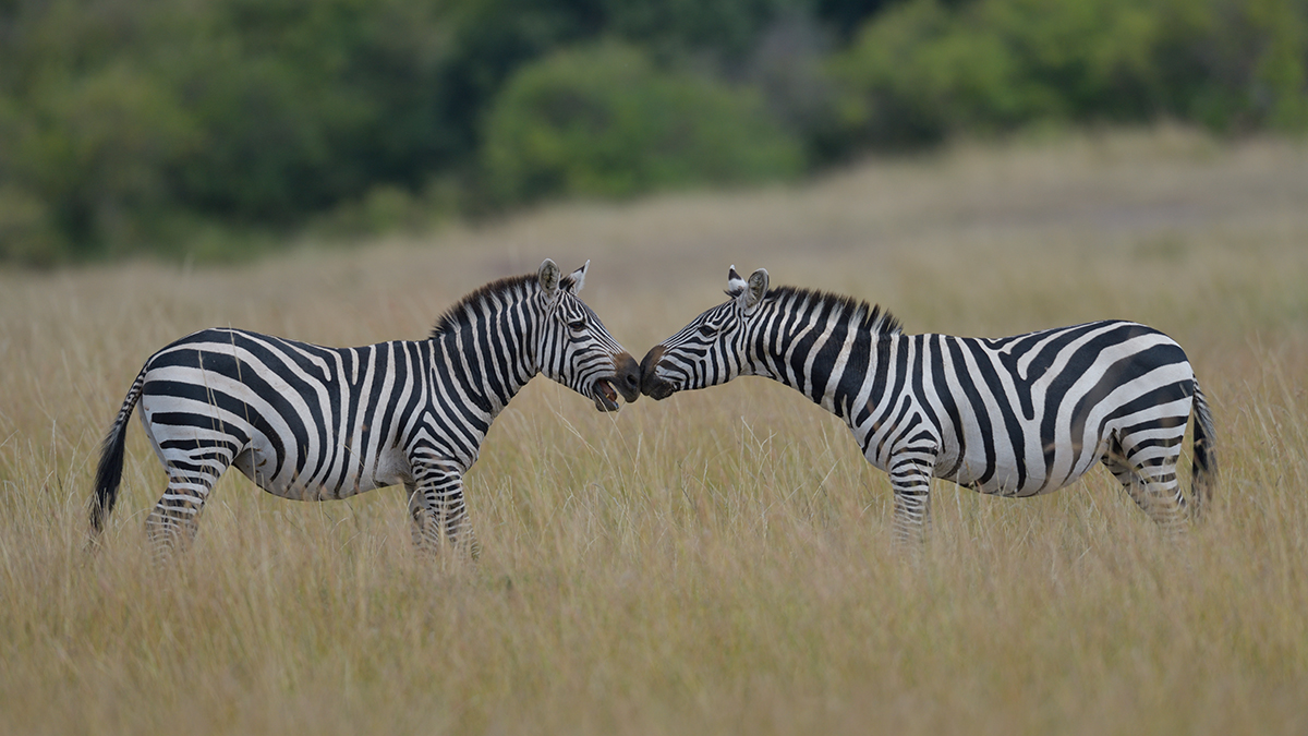 _85R8237_20180729_154322_4749Masai Mara 2018_7670Masai Mara 2018.jpg