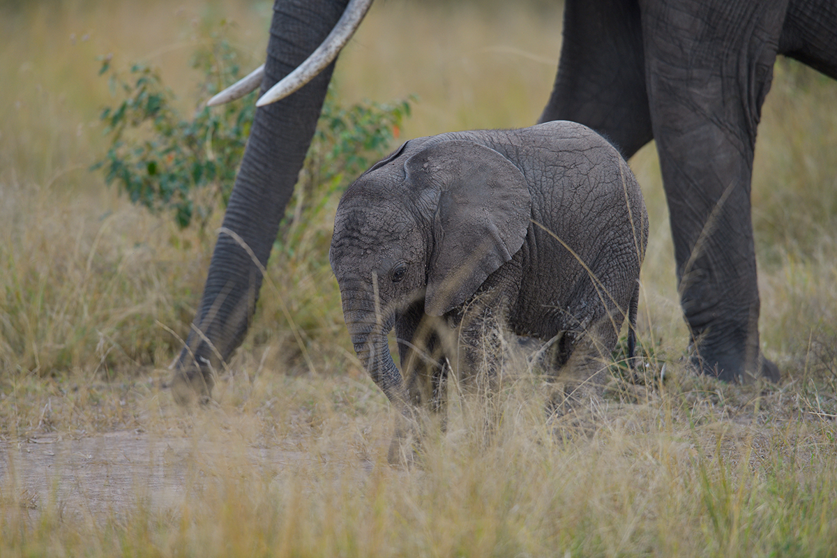 _85R8276_20180729_160042_4751Masai Mara 2018_7672Masai Mara 2018.jpg