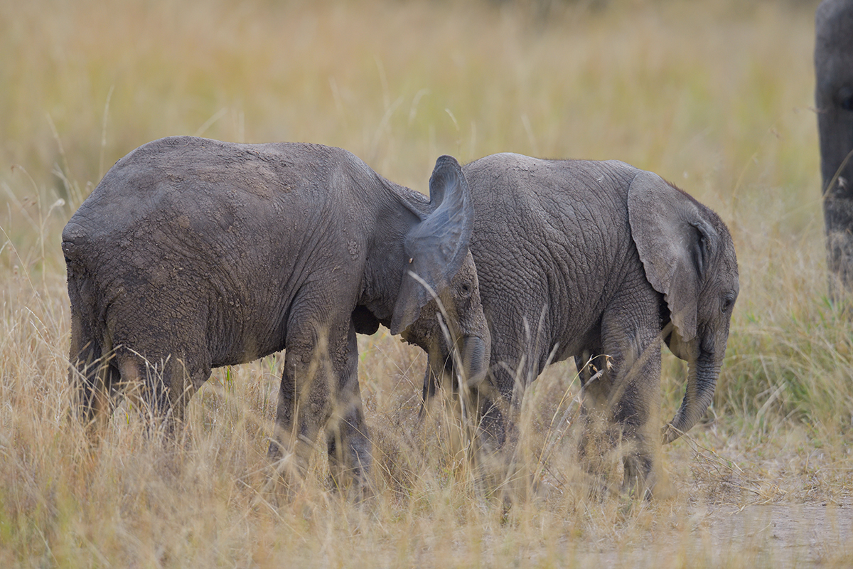 _85R8290_20180729_160136_4754Masai Mara 2018_7675Masai Mara 2018.jpg
