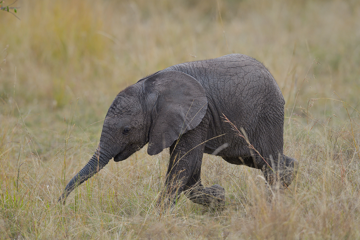 _85R8323_20180729_160213_4757Masai Mara 2018_7678Masai Mara 2018.jpg