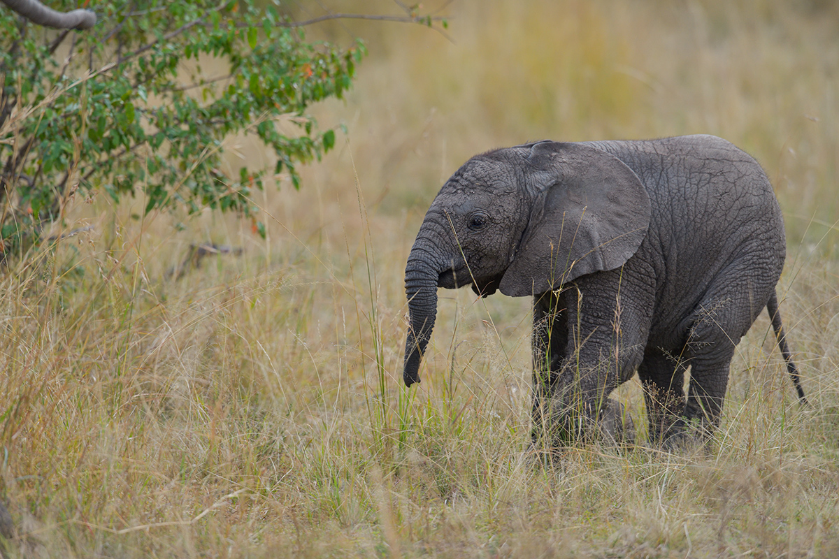 _85R8327_20180729_160213_4761Masai Mara 2018_7682Masai Mara 2018.jpg