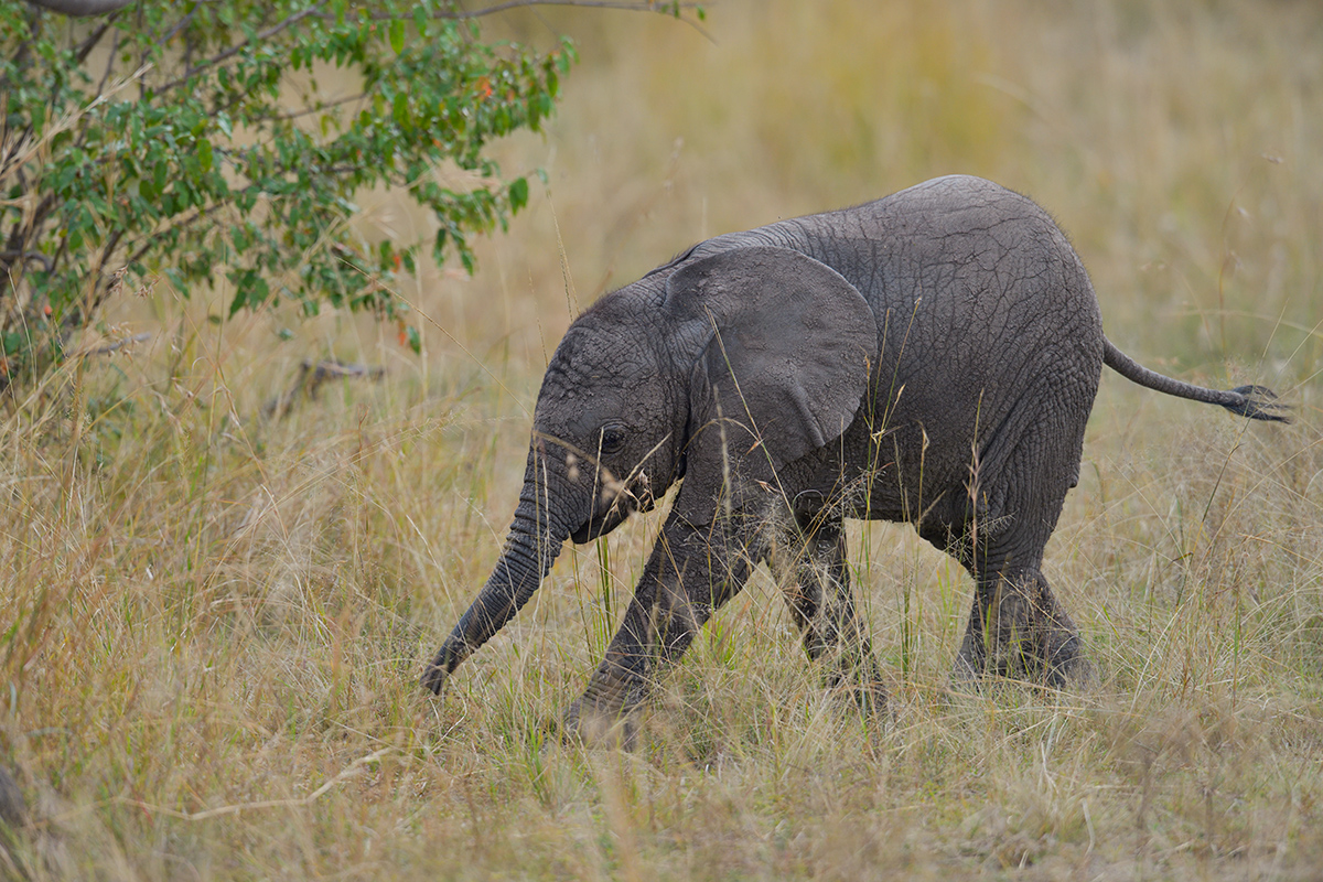 _85R8329_20180729_160213_4763Masai Mara 2018_7684Masai Mara 2018.jpg