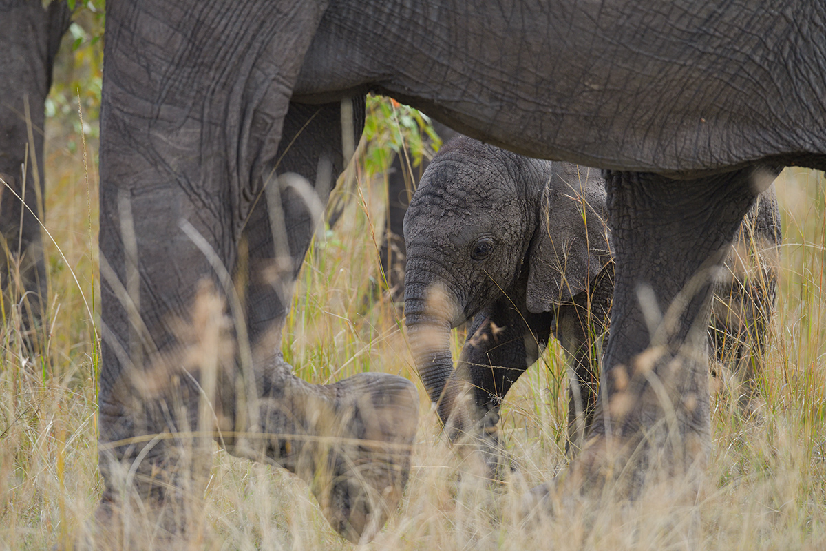 _85R8350_20180729_160337_4765Masai Mara 2018_7686Masai Mara 2018.jpg